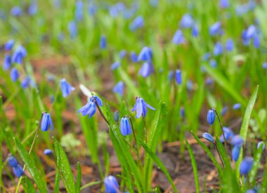 Kır çiçekleri Scilla siberica (Scilla)