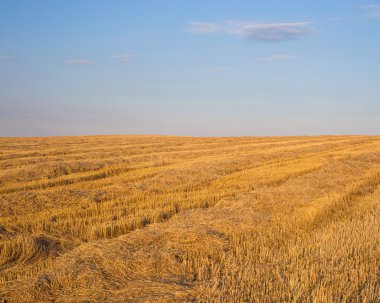 Mavi bir gökyüzü altında buğday hasat sonra alan