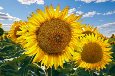 Çekirdekli ayçiçekleri ve açık sarı taç yaprakları tarımsal alanda bulutlu mavi gökyüzüne karşı büyüyor.