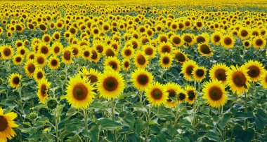 Kırsal kesimde güneşli bir günde mavi gökyüzüne karşı sarı ayçiçekleri olan geniş bir tarla.