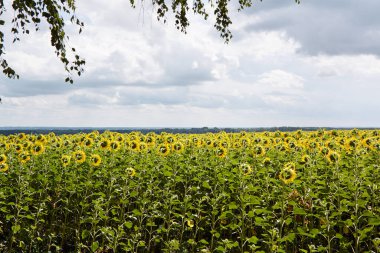Yazın mavi bulutlu gökyüzünün altında çiçek açan ayçiçeği tarlası manzarası