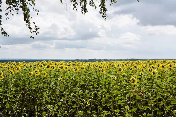 Yazın mavi bulutlu gökyüzünün altında çiçek açan ayçiçeği tarlası manzarası