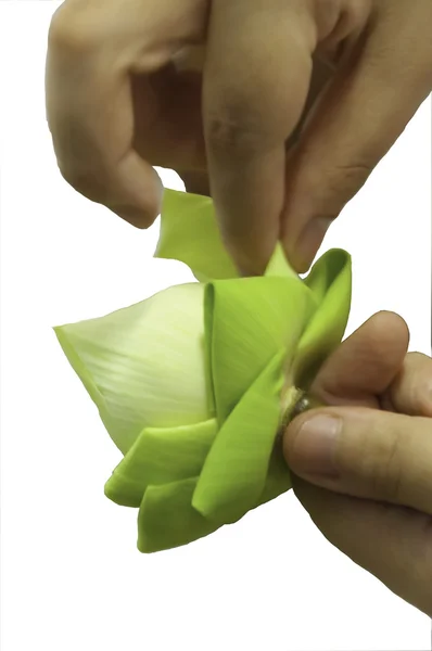 折叠式白莲花 — 图库照片