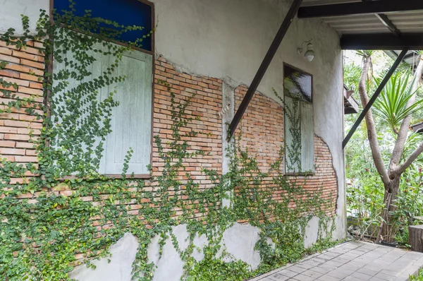 Fern on brick wall — Stock Photo, Image