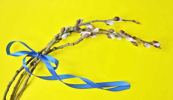 Easter palm sunday holiday. Spring easter pussy willow branches with a festive ribbon. copyspace.