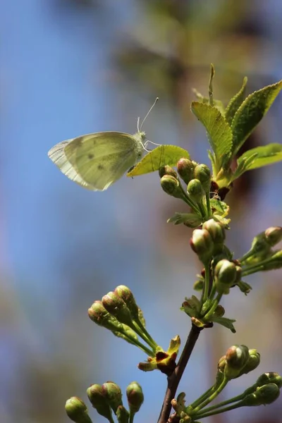 Bir kelebek çiçeğe dokundu.
