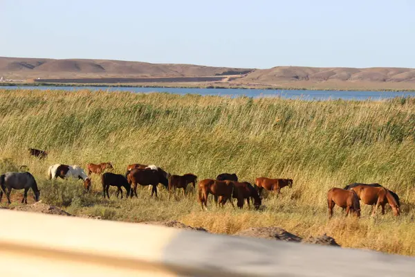 Bozkırda çayırdaki atlar.
