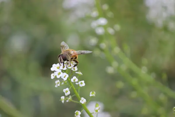 Bir arı bir çiçeği döllüyor.