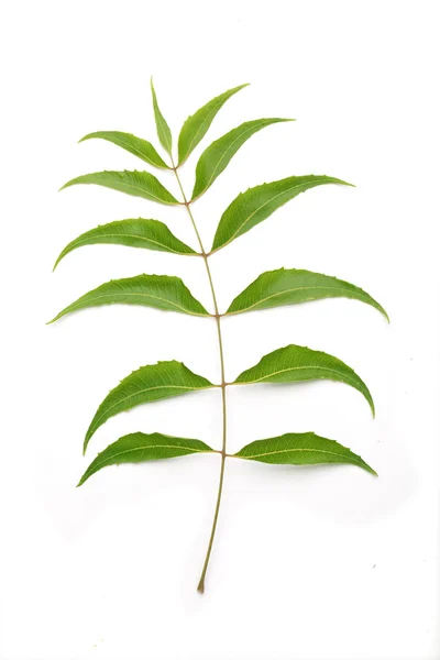 Neem leaves-Azadirachta indica — Stock Photo, Image