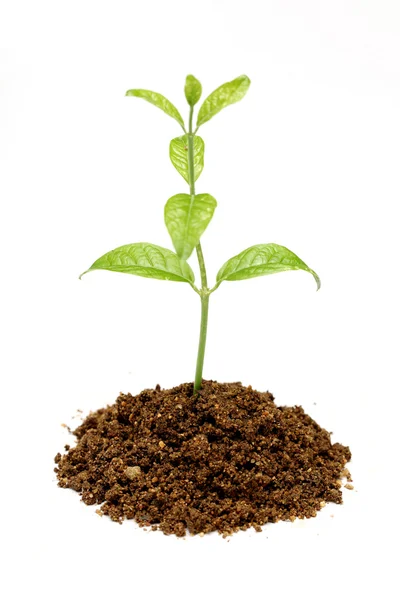 Green plant on white background — Stock Photo, Image