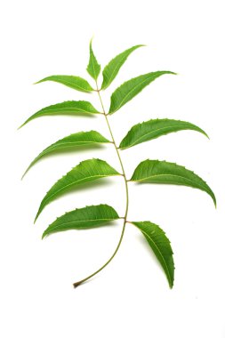 Neem yaprağı-Azadirachta Indica 