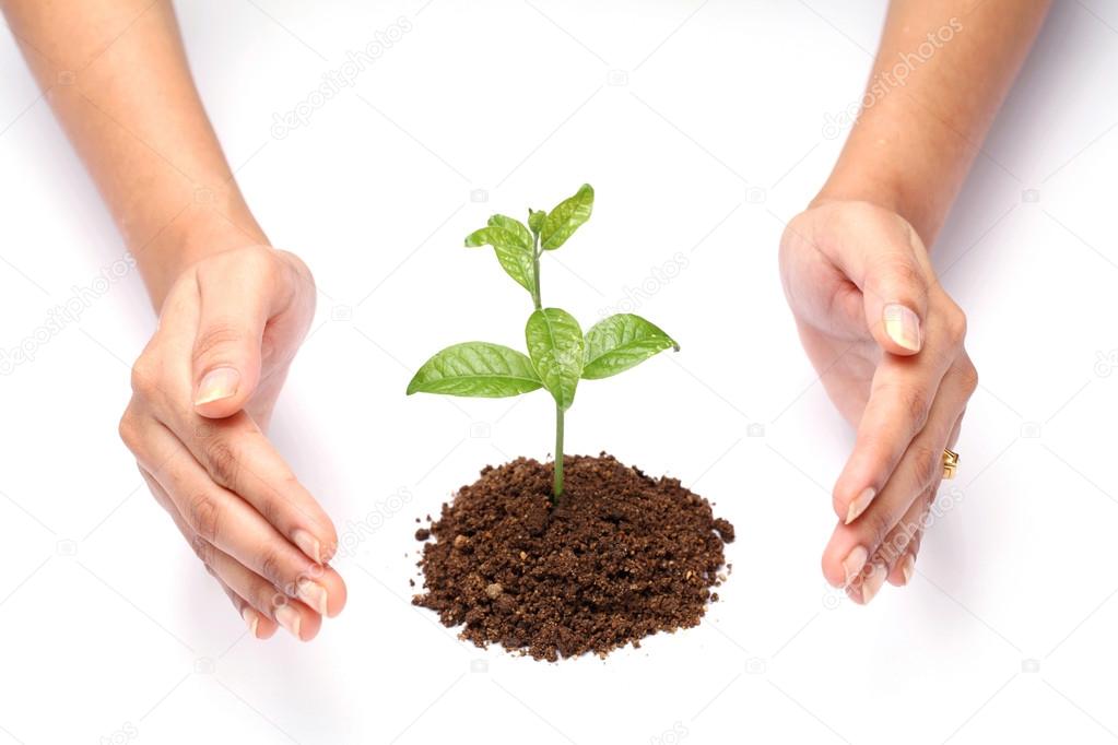 Hand protecting a baby plant