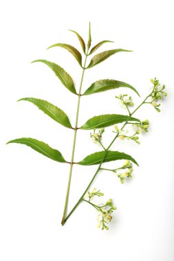 neem yaprağı ve çiçekler