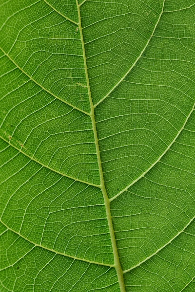 yeşil yaprak damarı 