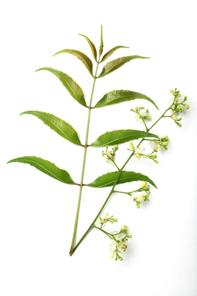 Hojas y flores de neem — Foto de Stock