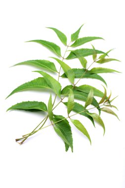 Neem yaprağı-Azadirachta Indica 