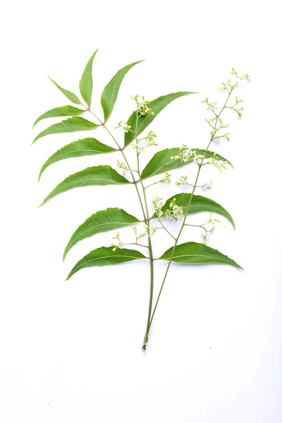 Hojas de neem-Azadirachta indica — Foto de Stock