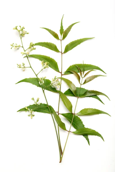 Hojas de neem-Azadirachta indica — Foto de Stock