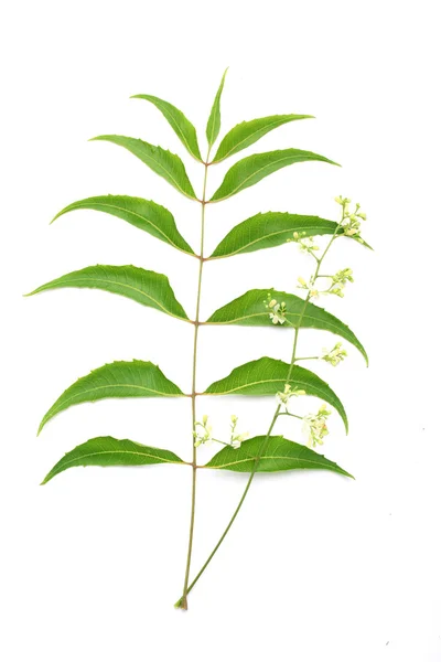 Hojas de neem-Azadirachta indica — Foto de Stock