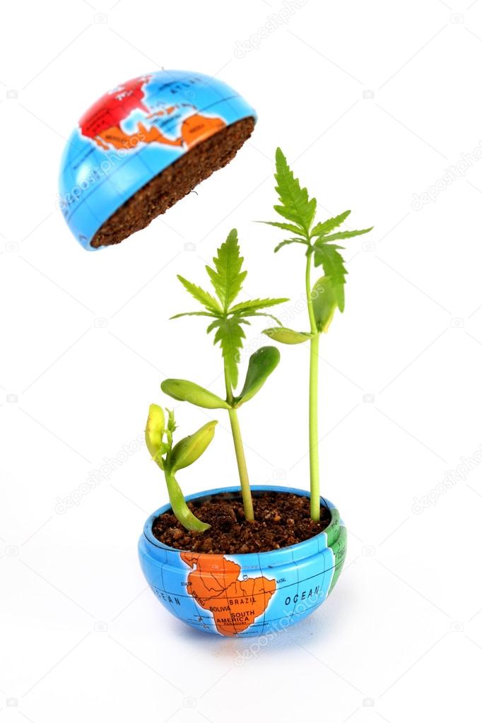 Plant growth stages