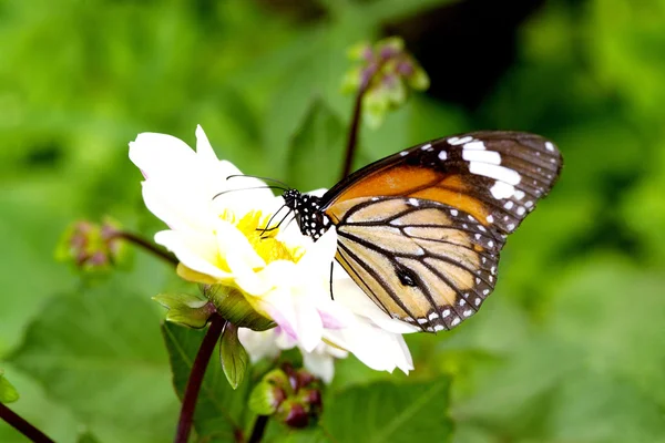 Monarch Butterfly — Stock Photo, Image