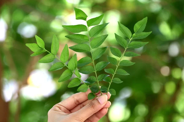 Hand met curry bladeren — Stockfoto