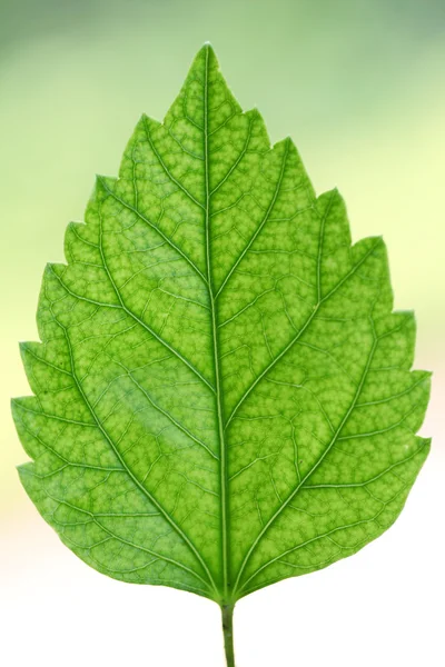 Green leaf against green — Stock Photo, Image