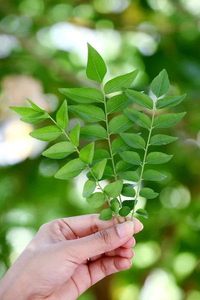 Green curry leaves — Stock Photo, Image