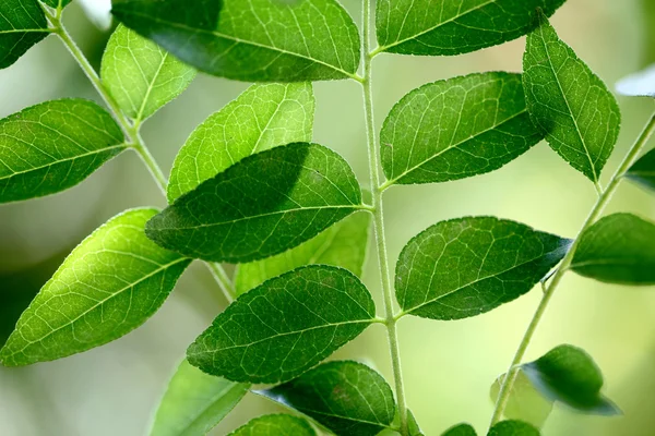 Зелений каррі листям — стокове фото
