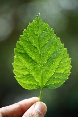 yeşil yaprak tutan el