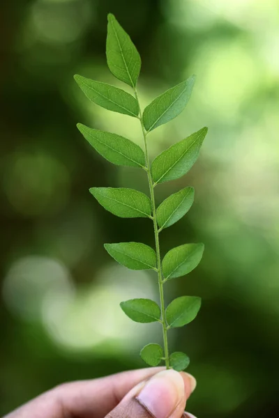 Зелений каррі листям — стокове фото