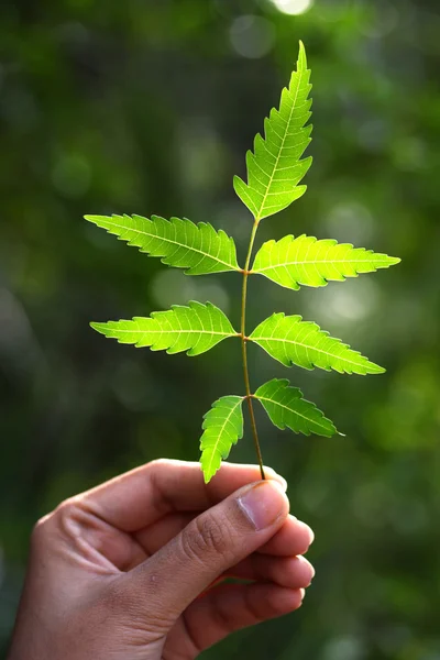 Neem liści Azadirachta indica — Zdjęcie stockowe