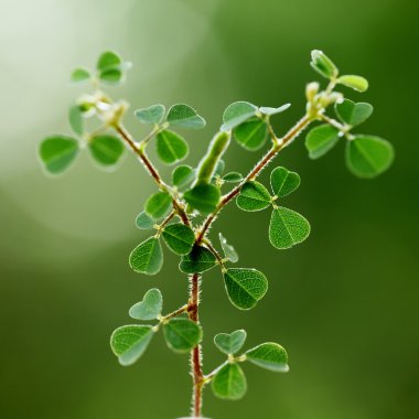 Shamrock üç yapraklı yonca
