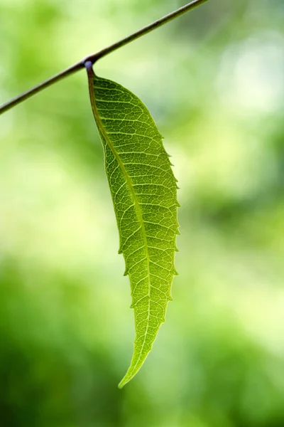 Neem liści Azadirachta indica — Zdjęcie stockowe