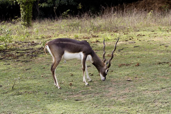 Indio negro buck antílope — Foto de Stock