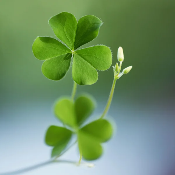 Üç yapraklı yonca 