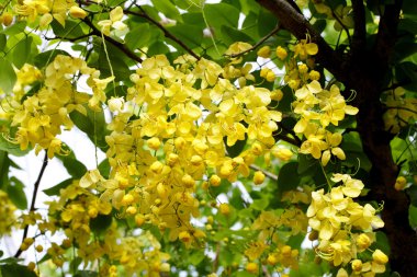 Cassia fistül çiçekler