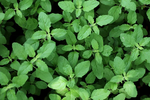 Folhas de manjericão haly plantas — Fotografia de Stock