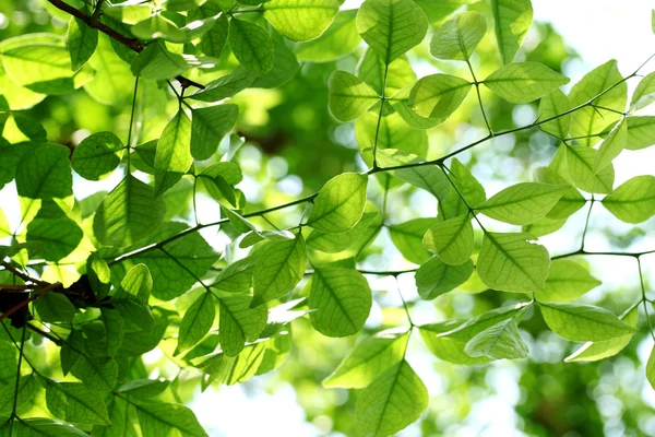 Green leaves — Stock Photo, Image