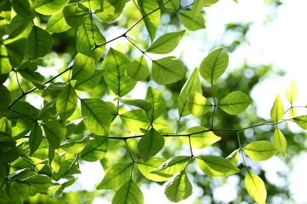 Green leaves — Stock Photo, Image