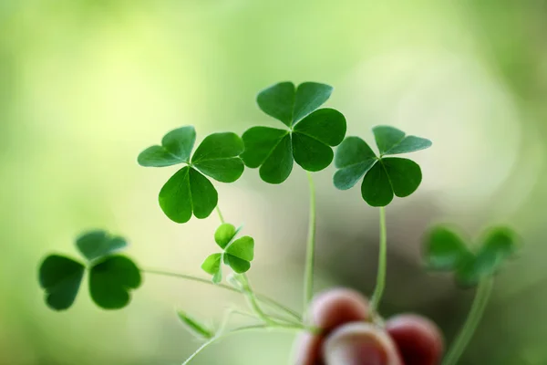 Three leaf clovers — Stock Photo, Image