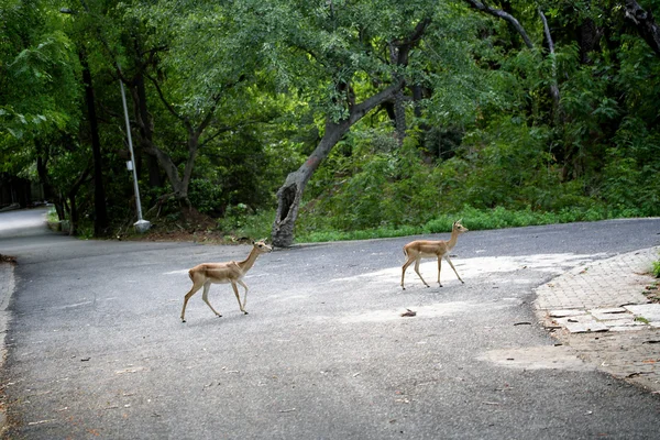 鹿が道路を横断 — ストック写真