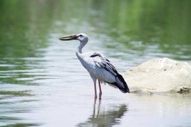 Asya açık gagalı leyleği
