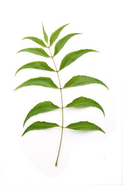 Neem yaprağı-Azadirachta Indica 