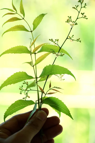 Hand holding neem leaves — Stock Photo, Image