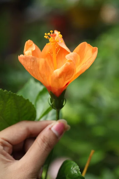 오렌지 히 비 스커 스 꽃 — 스톡 사진