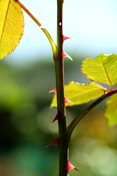 Rose plant thorns — Stock Photo, Image