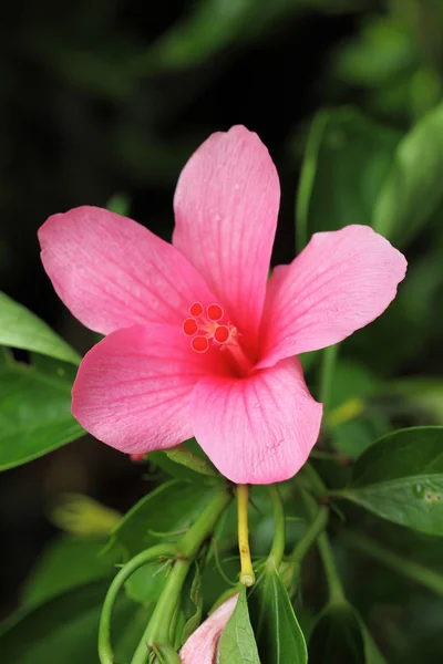 Pinkki Hibiscus Kukka — kuvapankkivalokuva