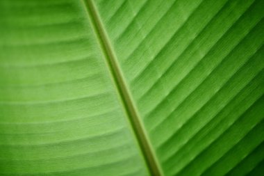 Yaprak yeşil arka planlar