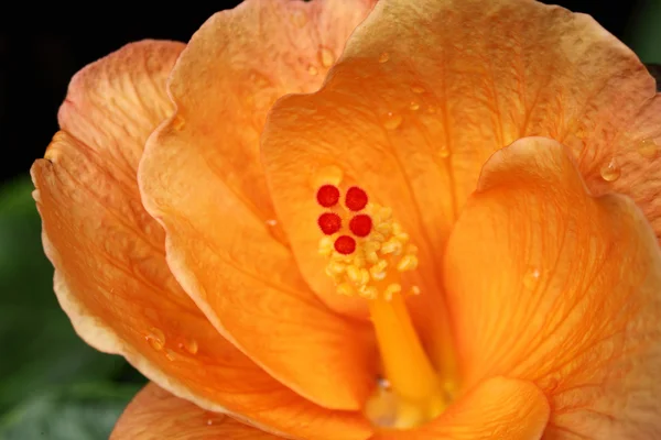 Оранжевый гибискус — стоковое фото